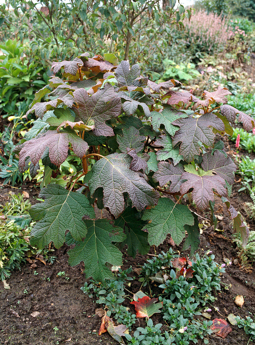 Hydrangea quercifolia