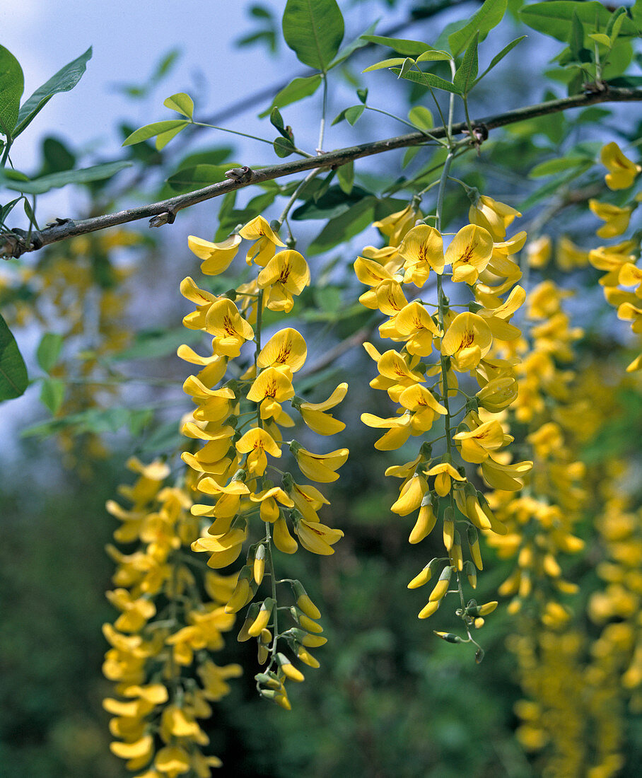 Wasserdorn 'Vossii' (Laburnum watereri)