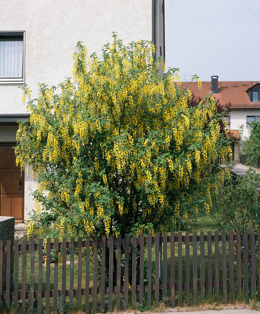 Laburnum watereri 'Vossii'