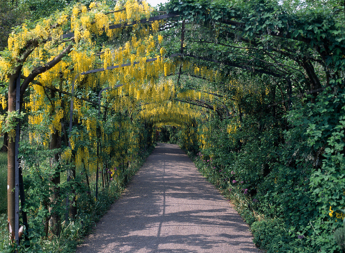 Laburnum watereri