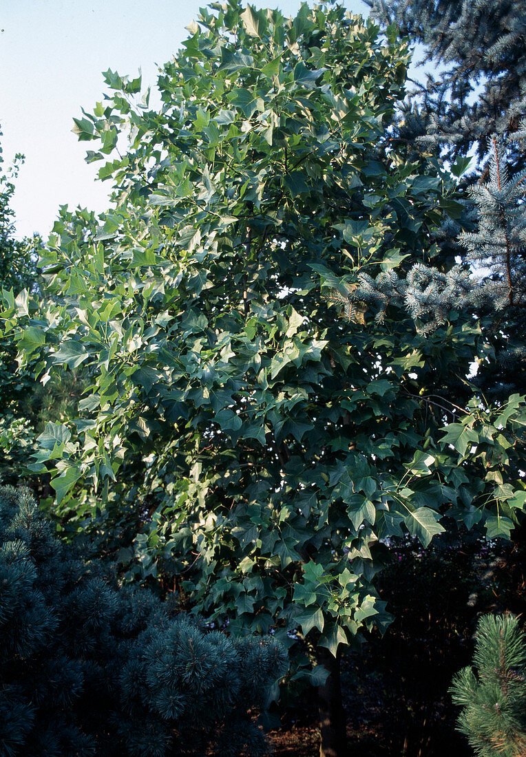 Liriodendron tulipiflora