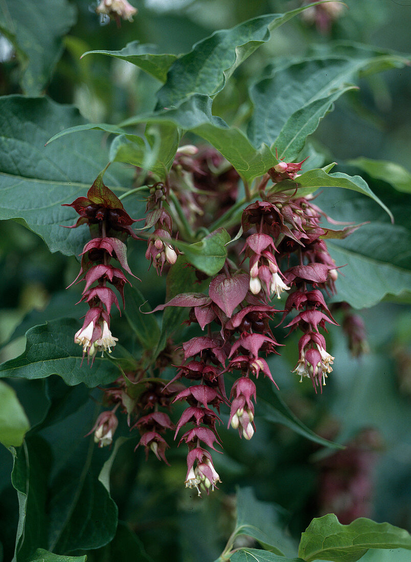 Leycesteria formosa