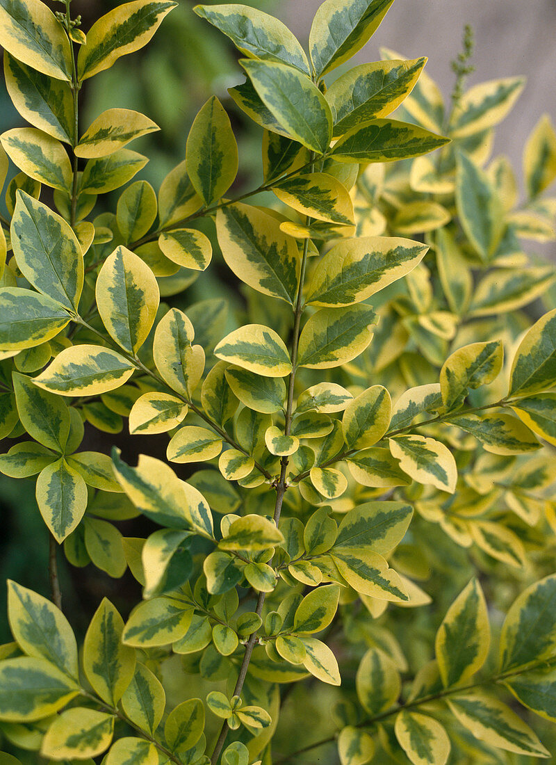 Ligustrum ovalifolium 'Aureum'