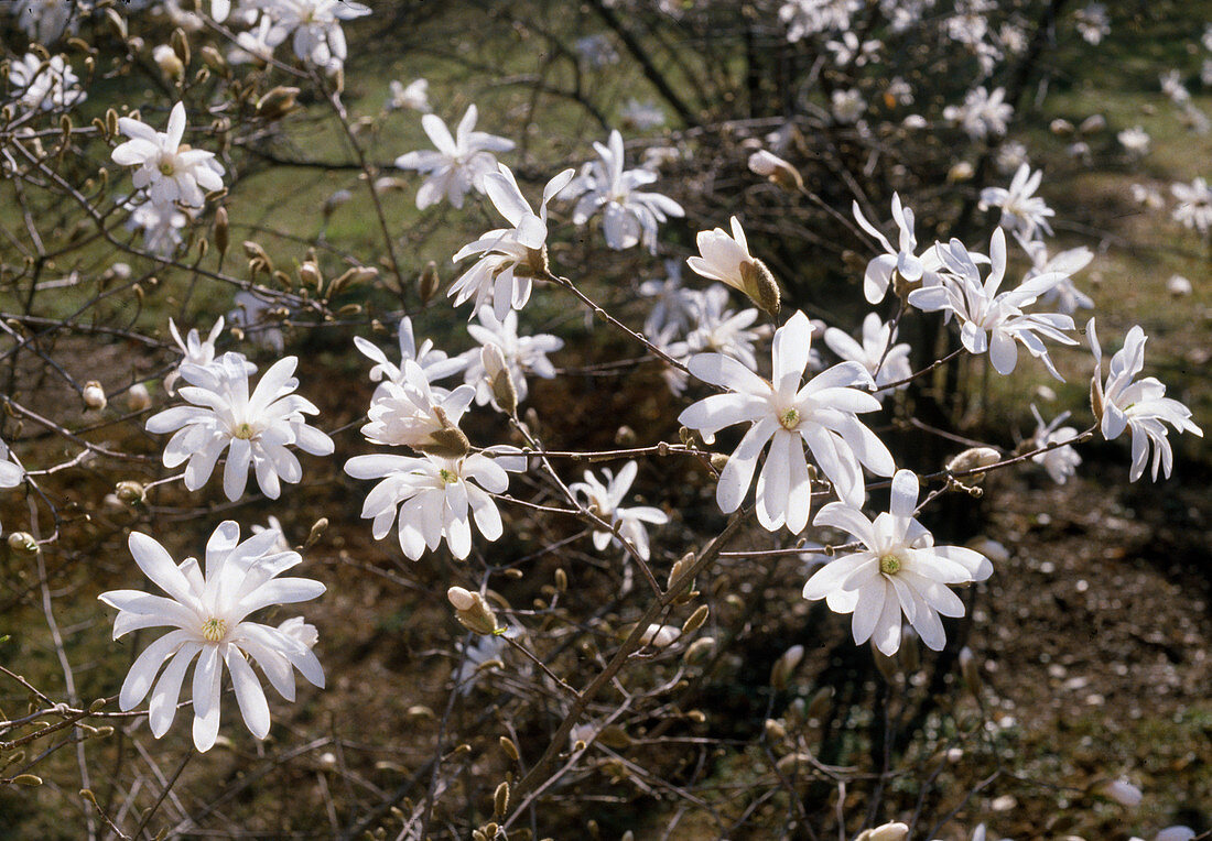 Magnolia stellata