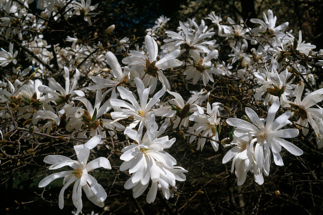 Magnolia stellata