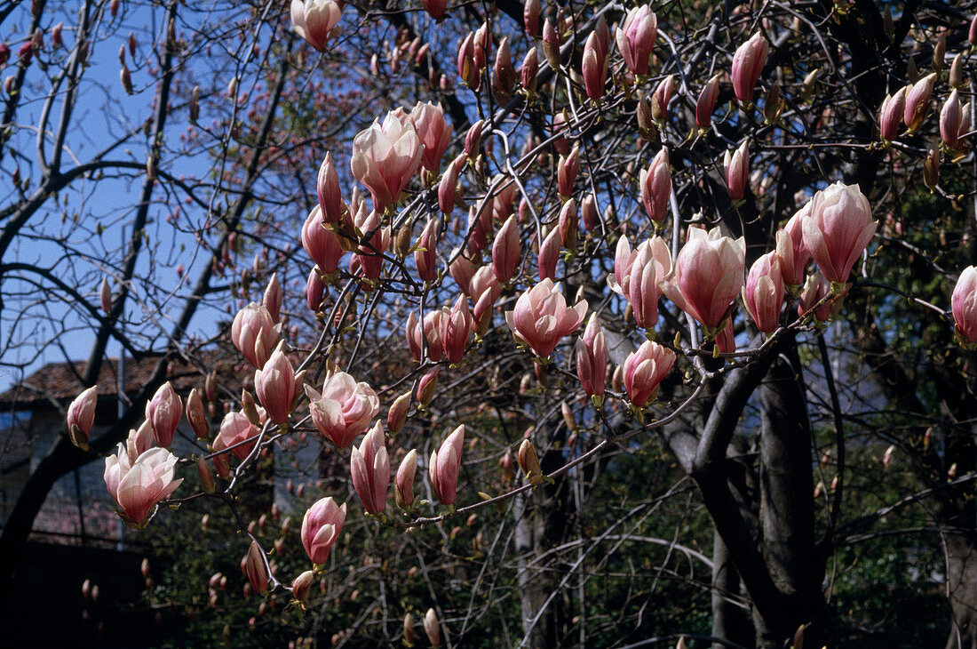 Magnolia x Soulangiana