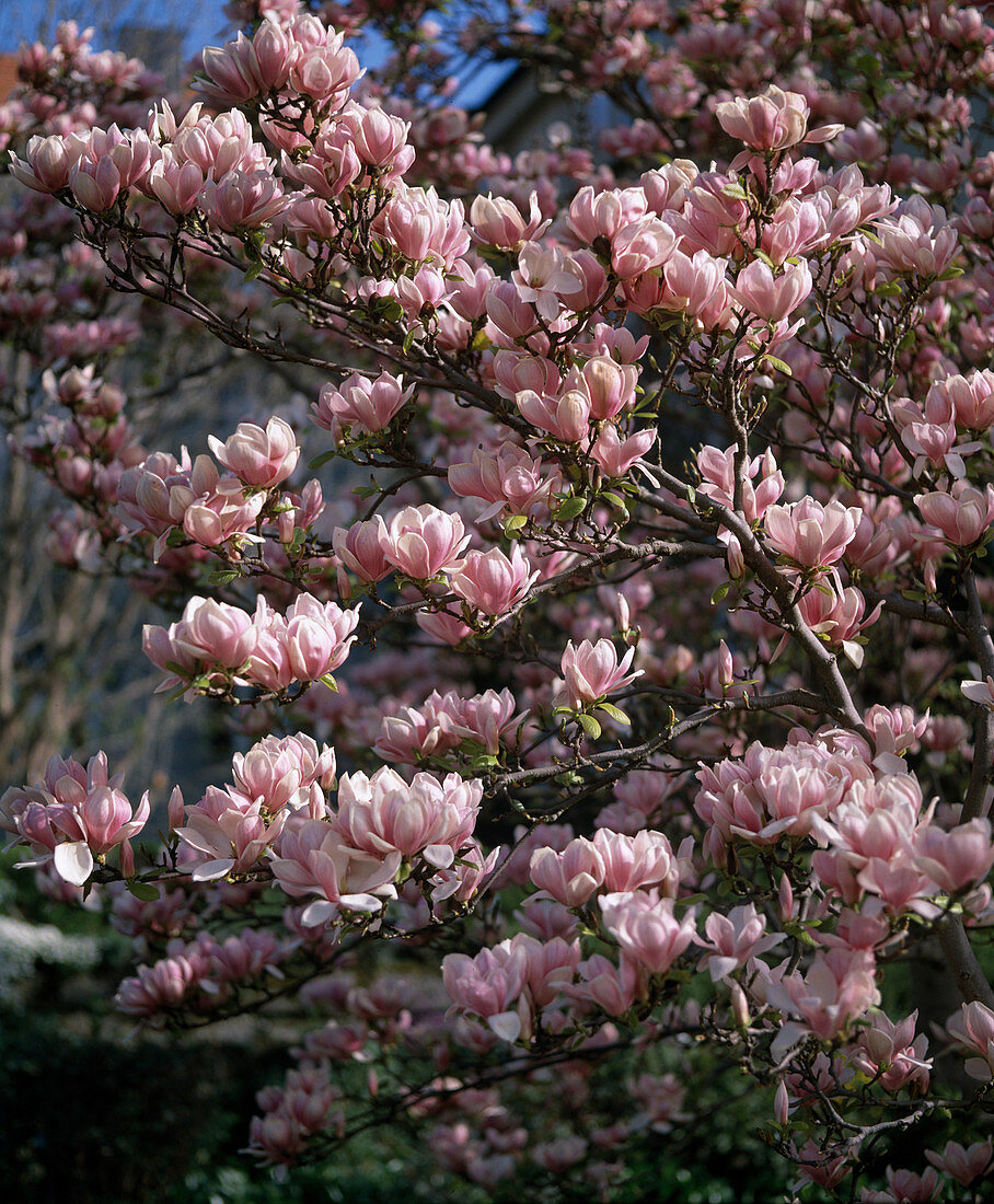 Magnolia x Soulangiana