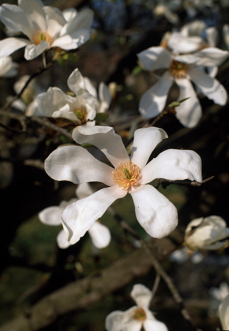 Magnolia kobus