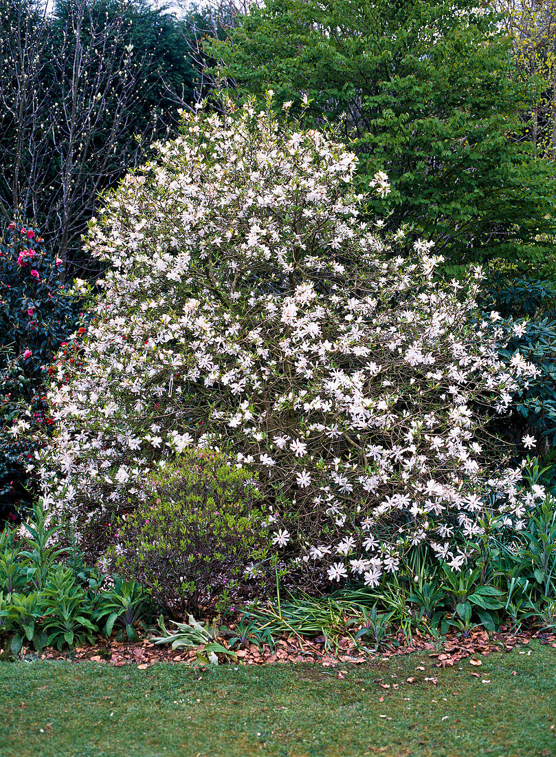 Magnolia stellata