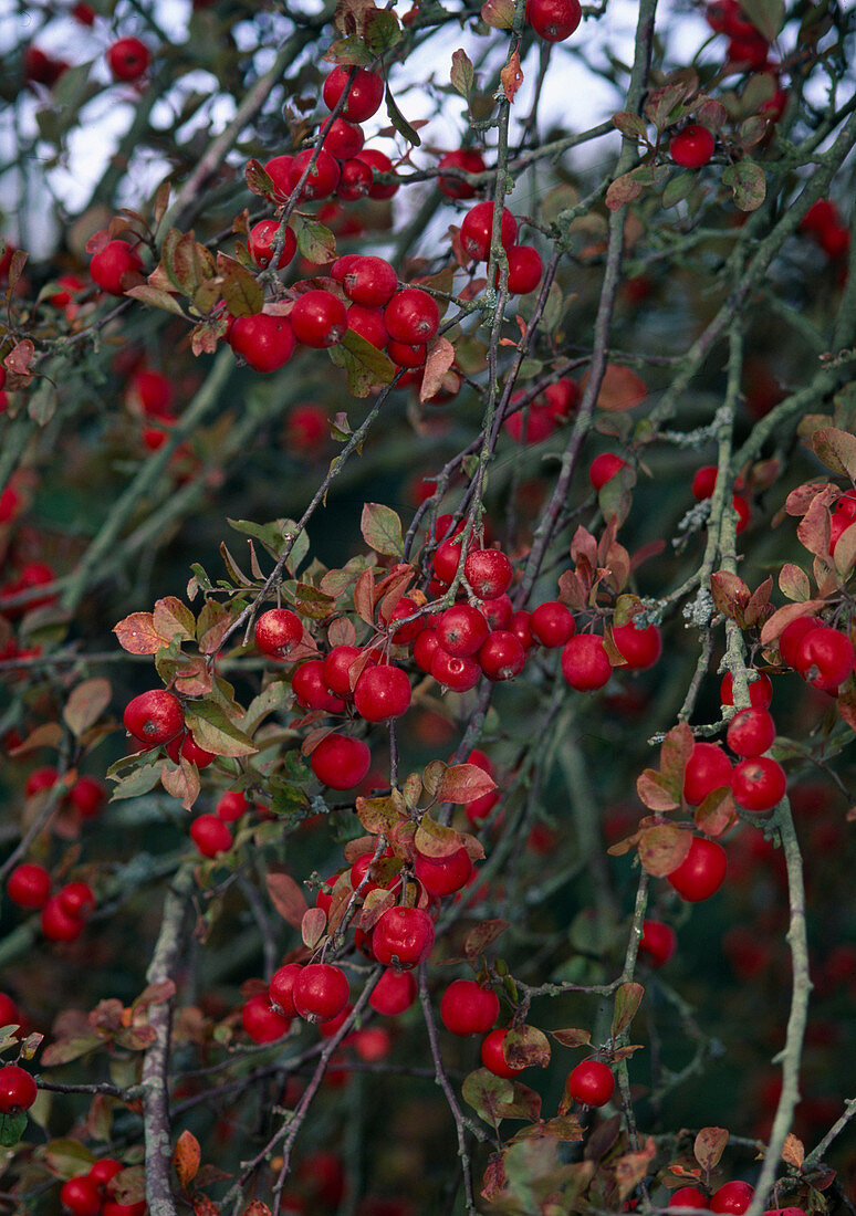 Malus 'Red Sentinel' (ornamental apple)