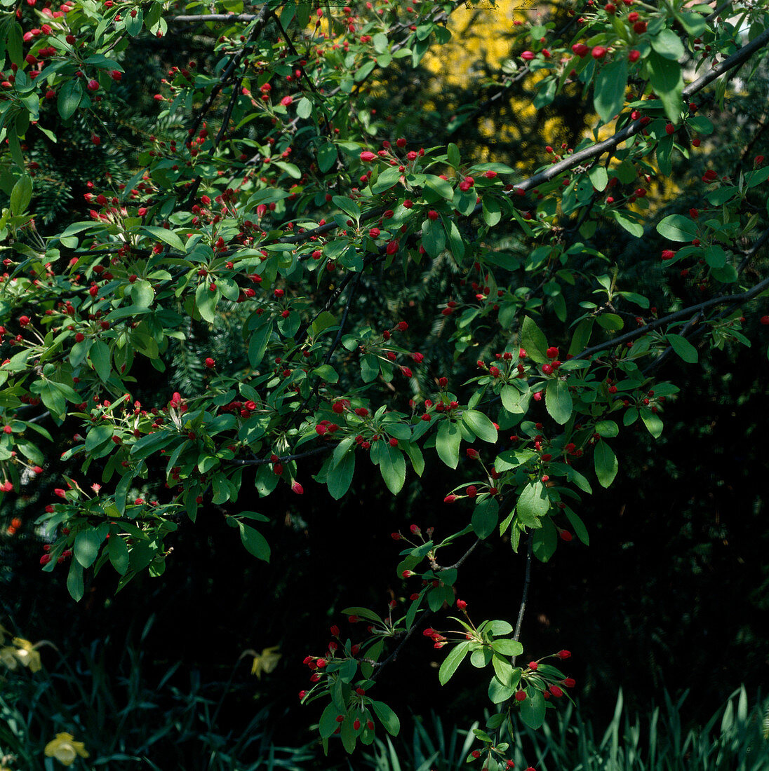 Malus floribunda