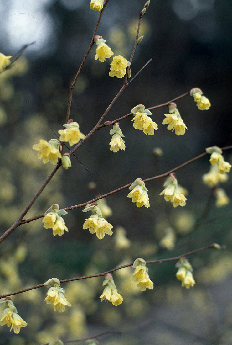 Corylopsis pauciflora