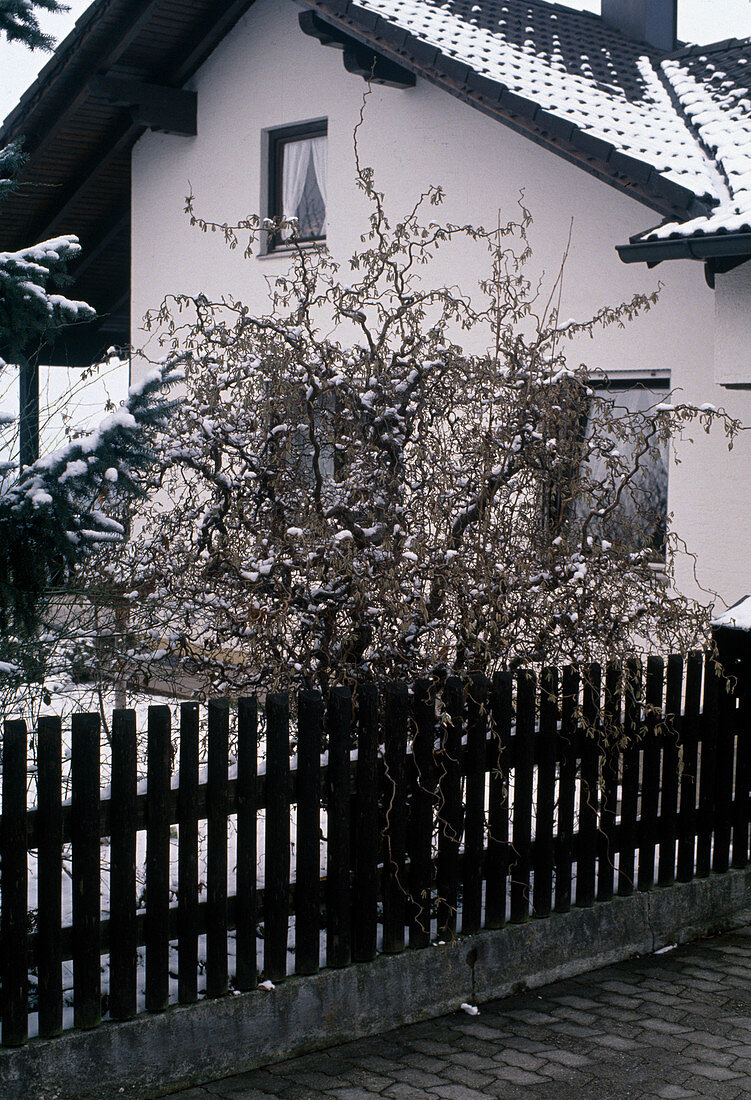 Corylus avellana 'Contorta'