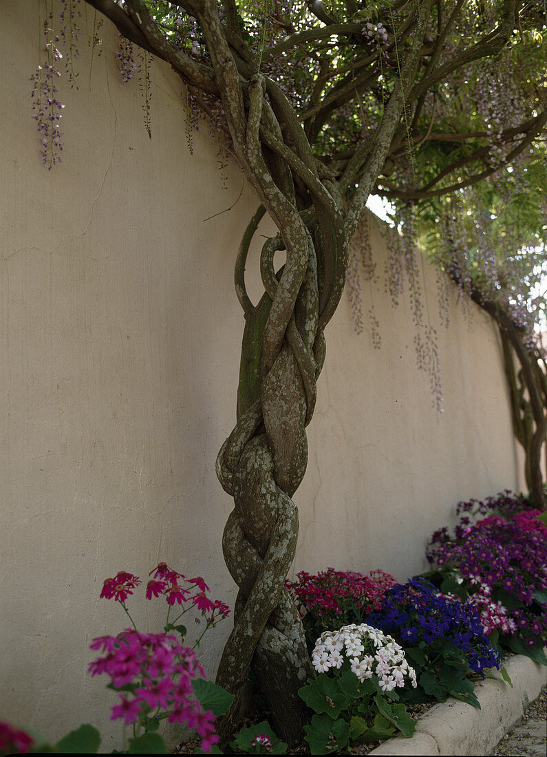 Wisteria floribunda (Wisteria, Chinese Wisteria)