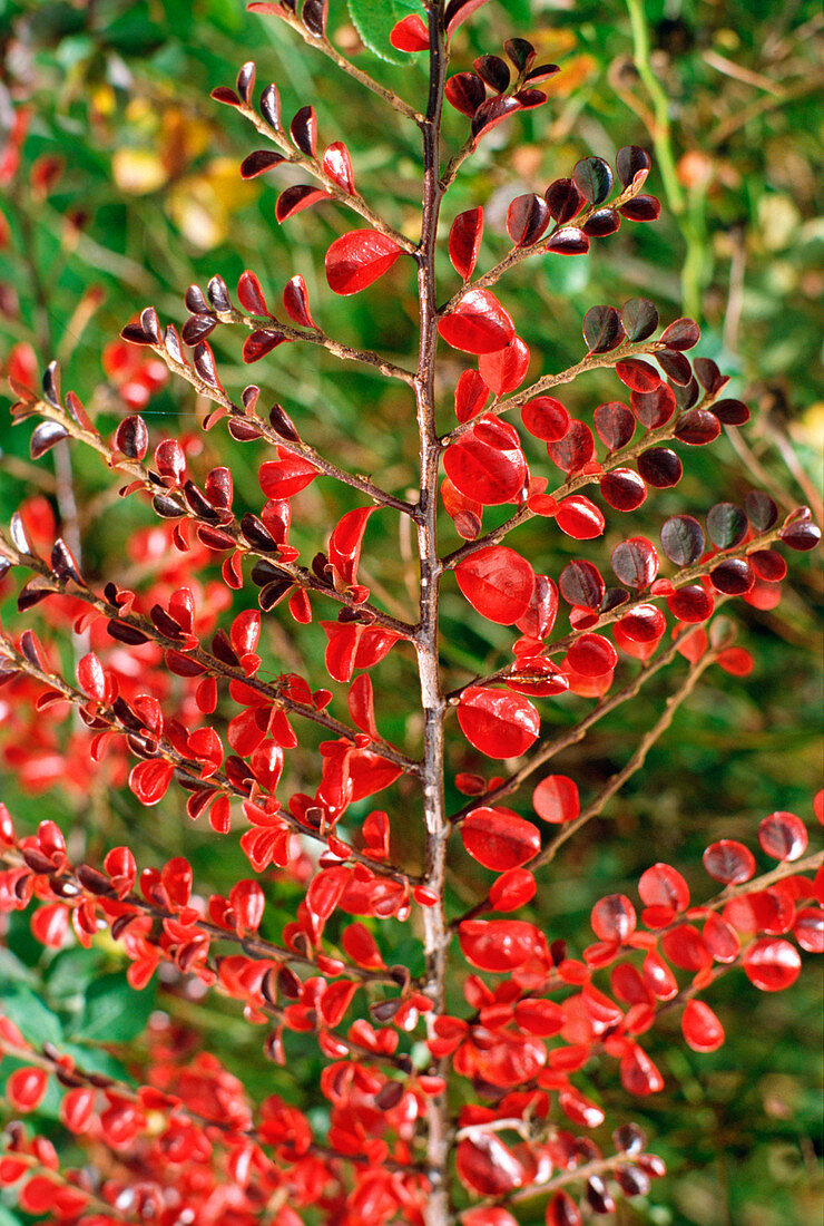 Cotoneaster horizontalis