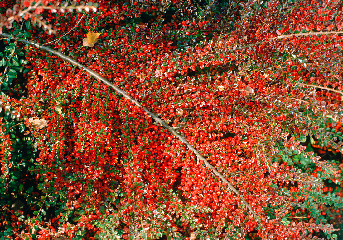 Cotoneaster horizontalis