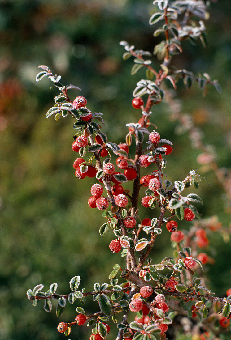 Cotoneaster dammeri Im Rauhreif Zwergmispel