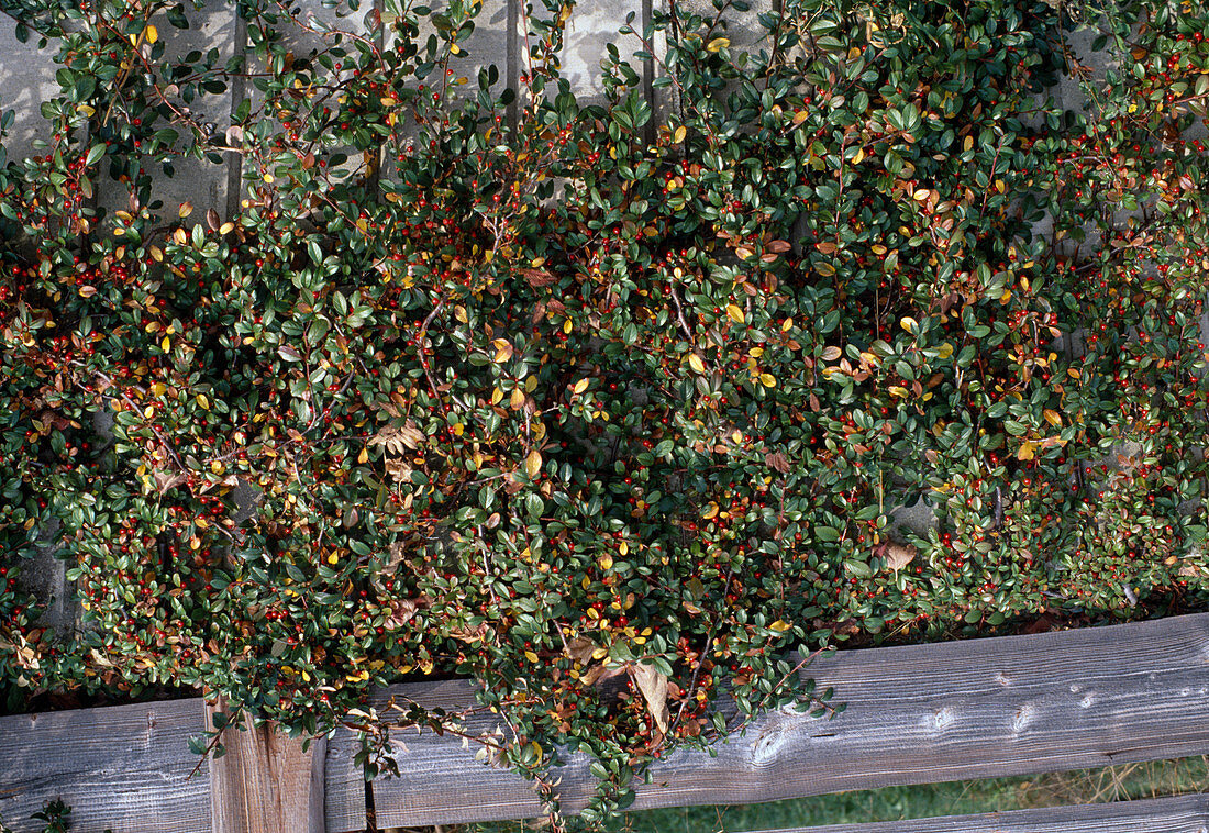 Cotoneaster dammeri Felsenmispel