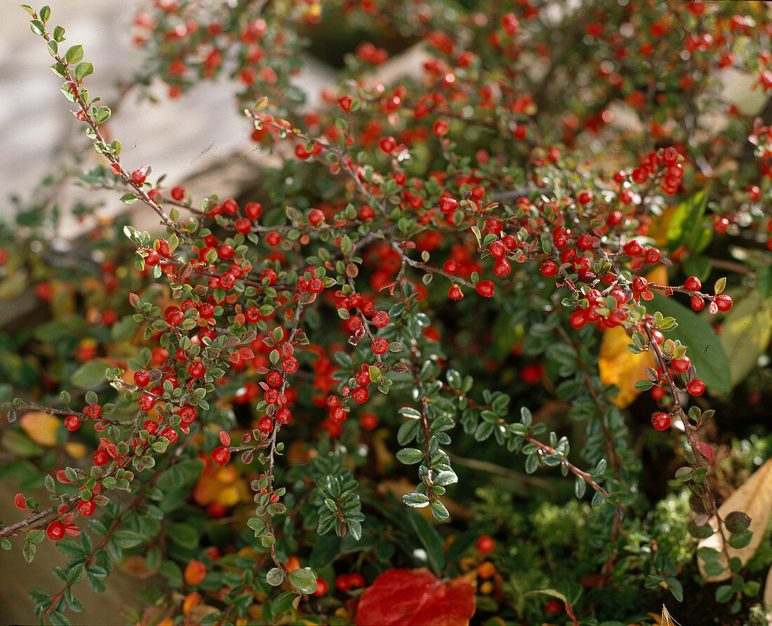 Cotoneaster saxatilis Rock Medlar