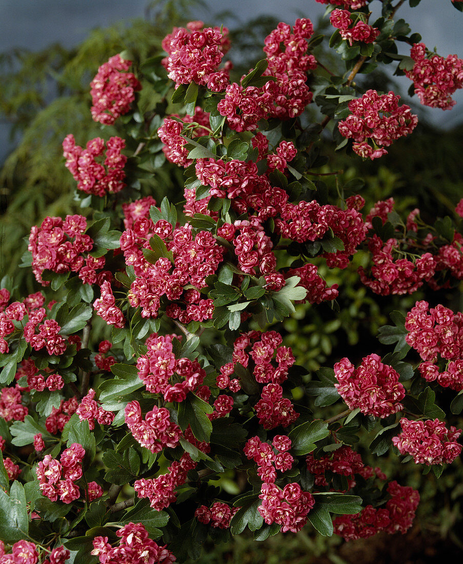 Crataegus monogyna Kermesina