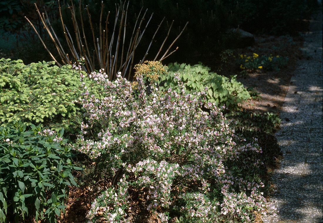 Cytisus purpureus