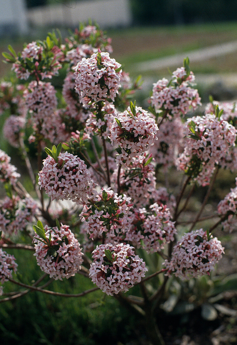 Daphne mezereum