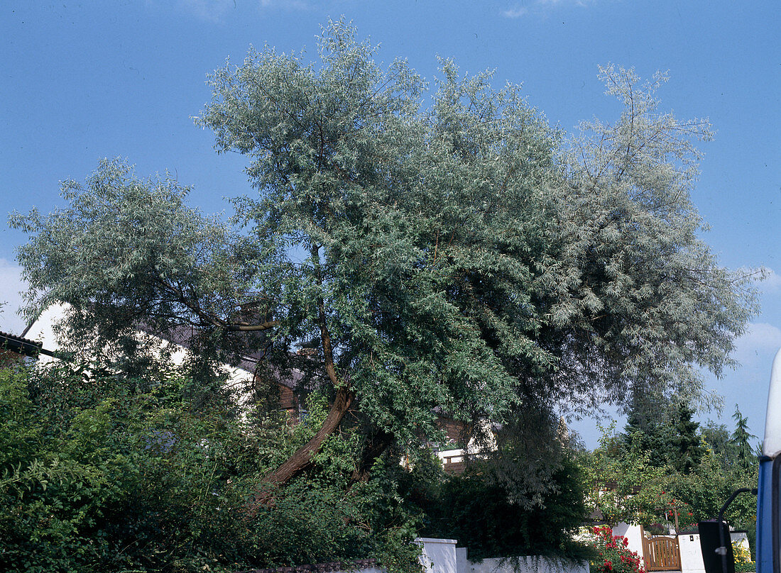 Eleagnus angustifolia