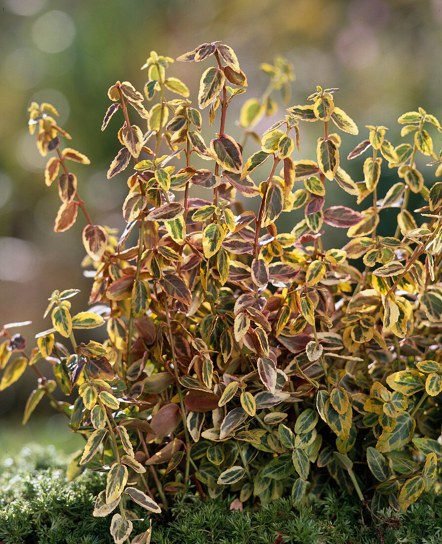 Euonymus fortunei 'Smaragd'N Gold'