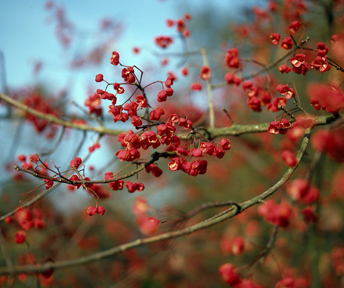 Euonymus europaeus