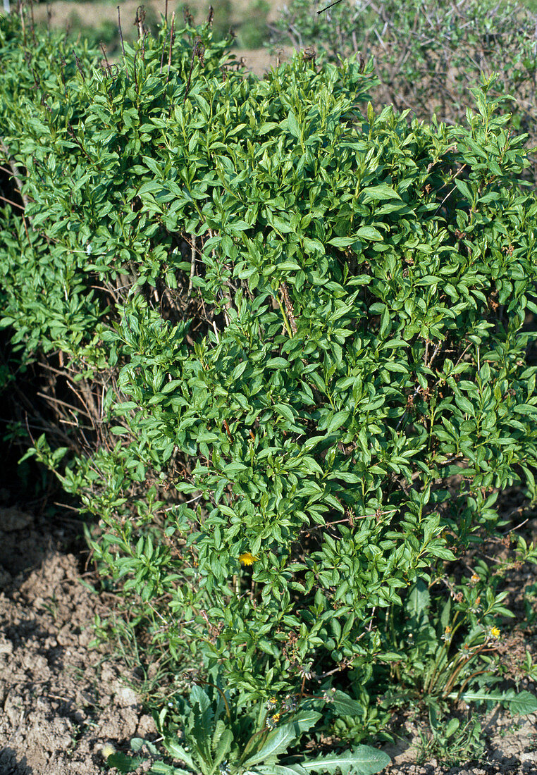 Forsythia intermedia 'Spectabilis'