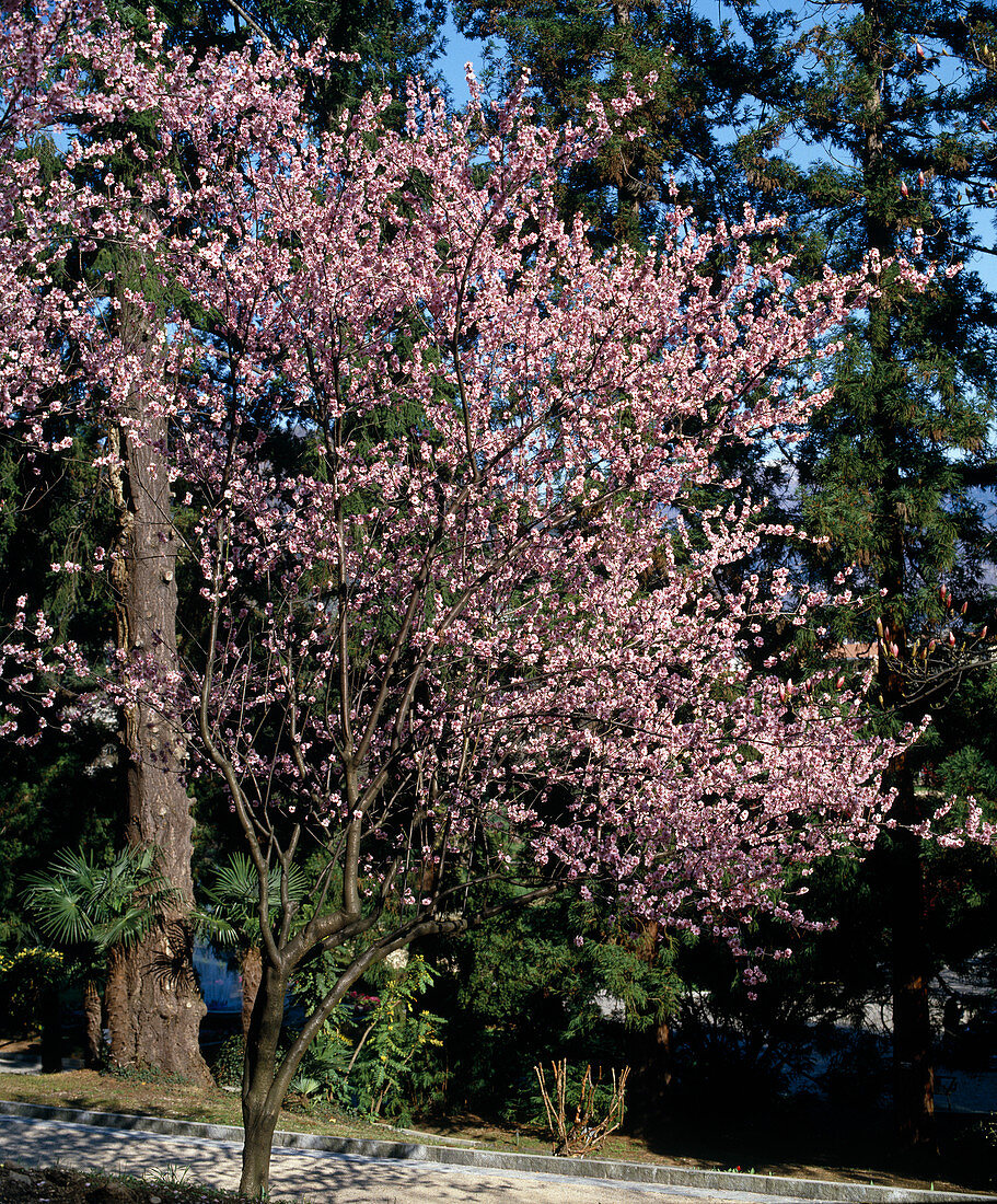 Prunus x amygdalo-persica 'Pollardii' (Mandelpfirsich)