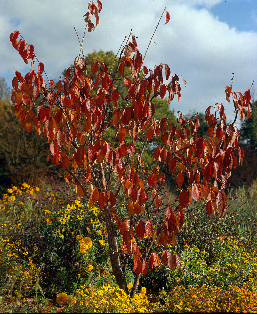 Prunus Sargentii (Autumn colouring)