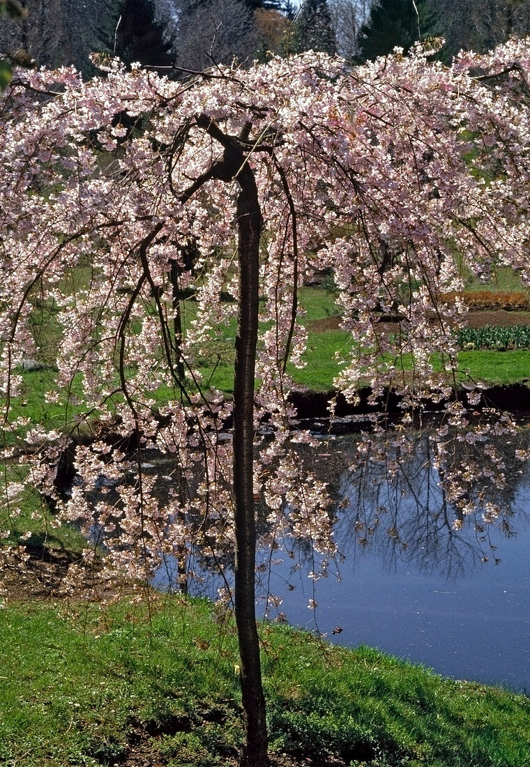 Prunus subhirtella var. pendula