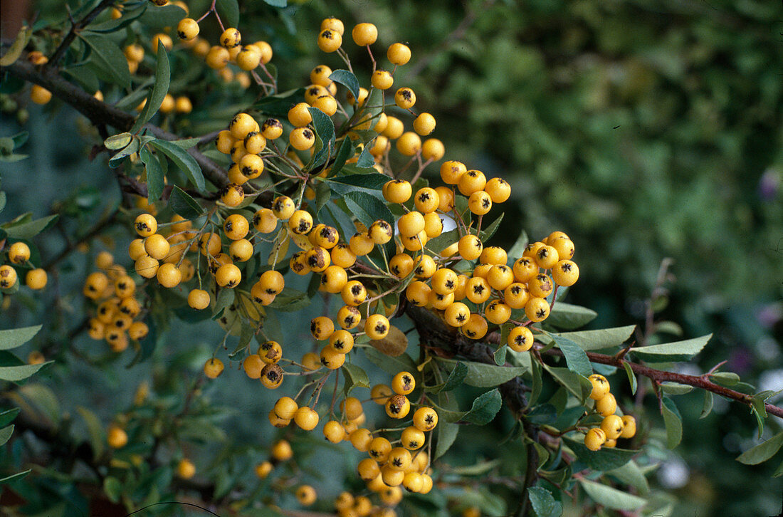 Pyracantha coccinea 'Soleil d'Or'