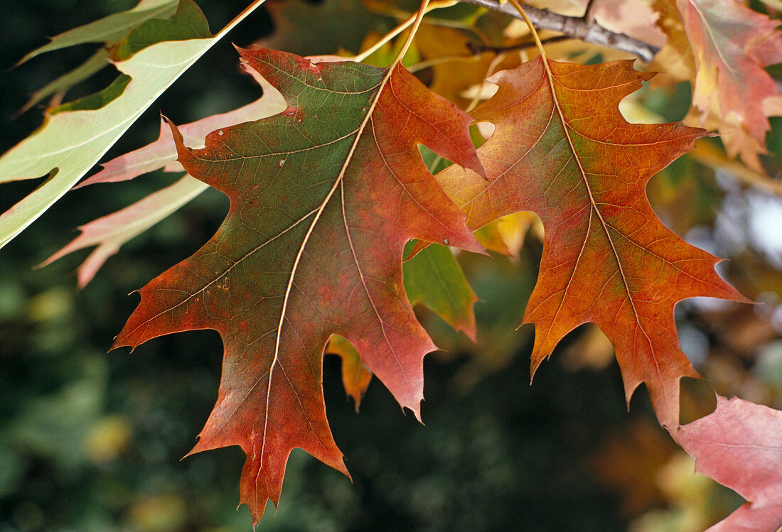 Quercus rubra