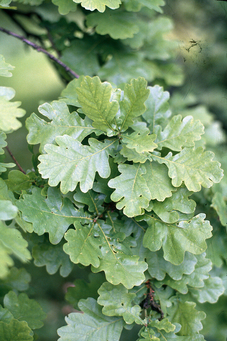 Quercus robur