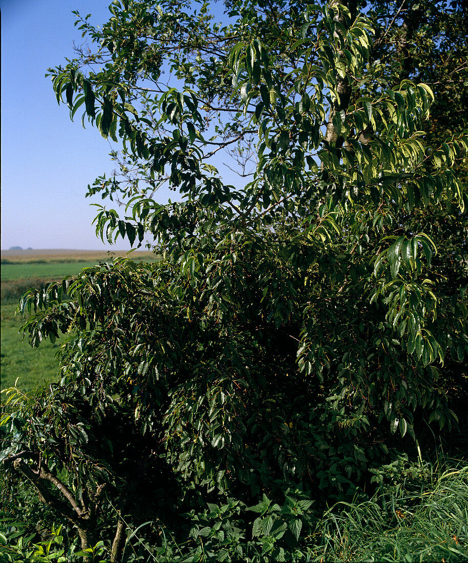 Rhamnus frangula