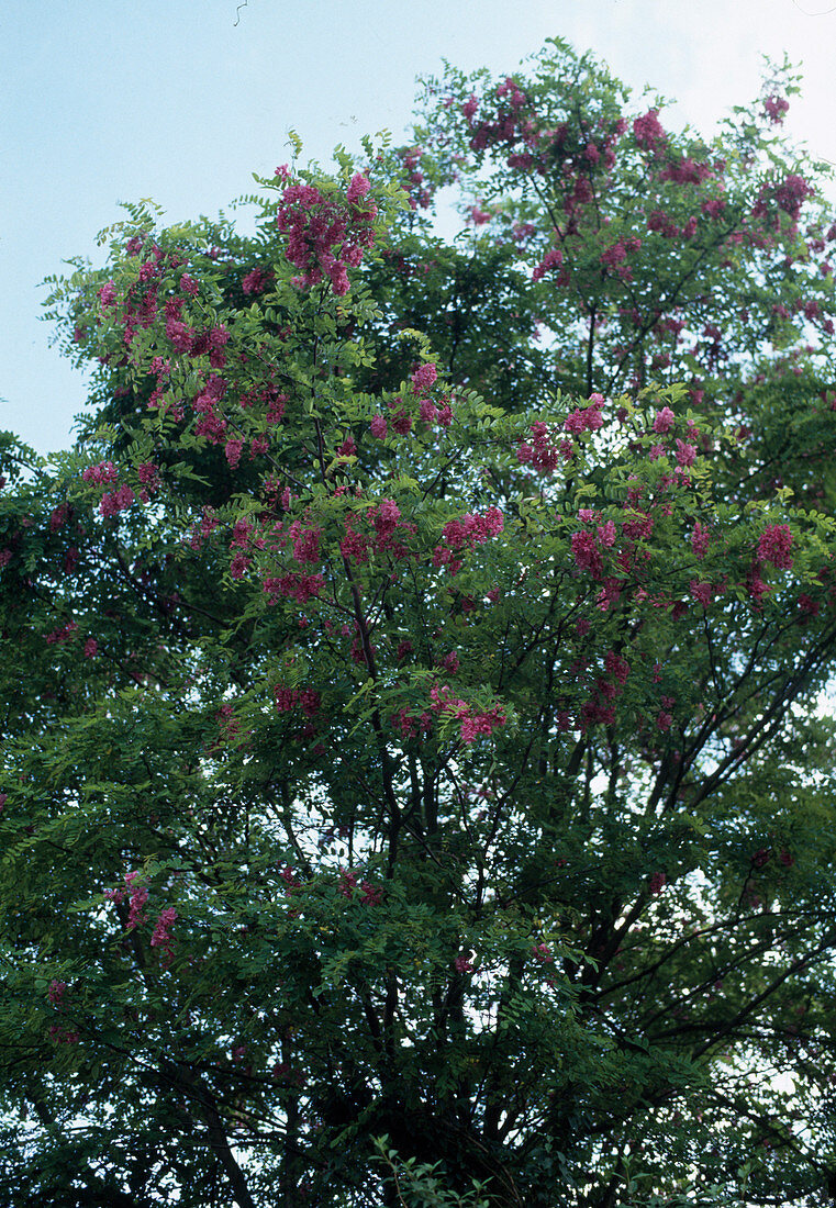 Robinia 'Casque Rouge'