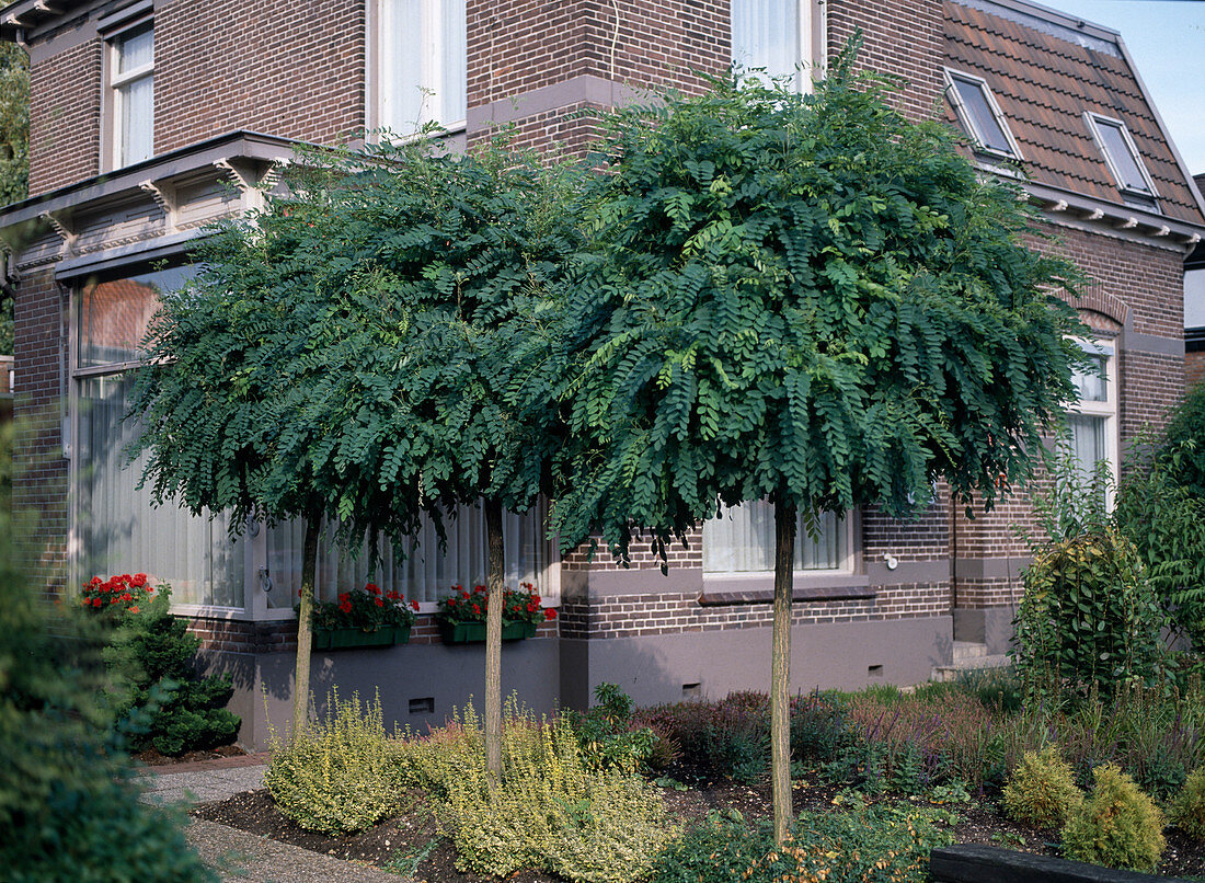 Robinia pseudoacacia 'Umbraculifera'