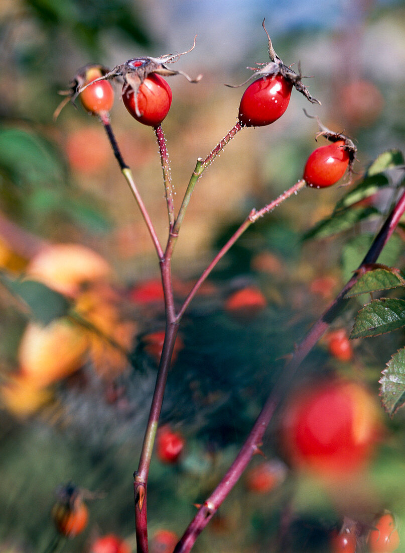 Rosa rubiginosa 'MAGNIFICA'