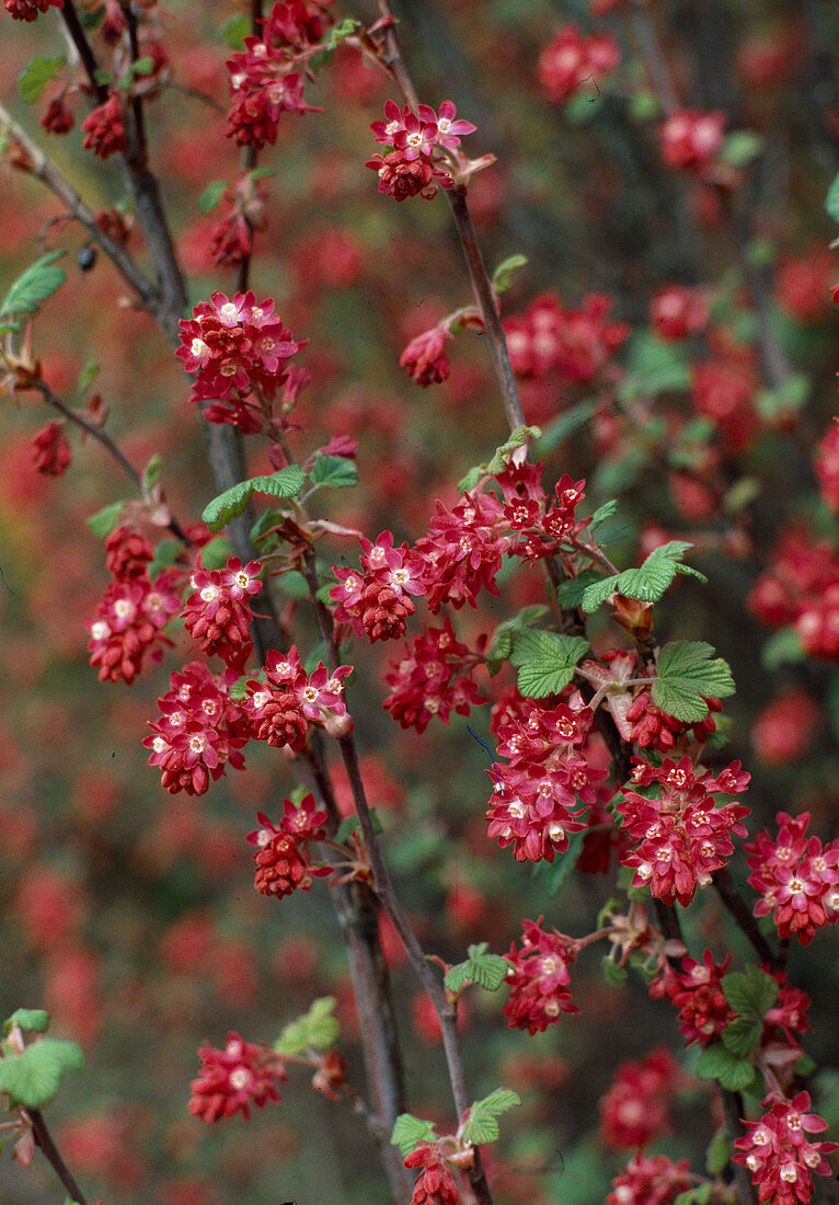 Blood currant