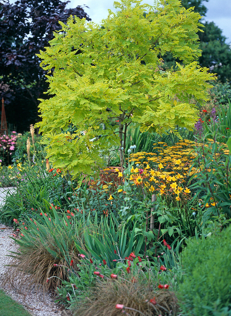 Robinia 'Friesia'