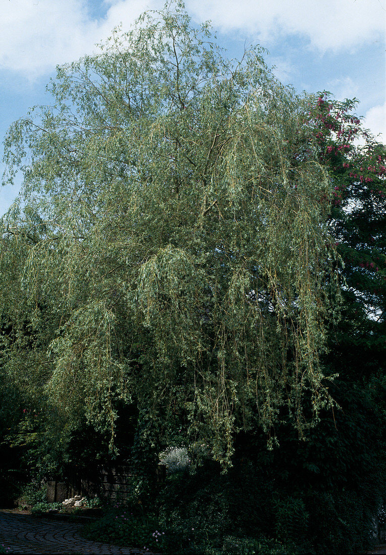 Salix alba 'Tristis Resistenta'