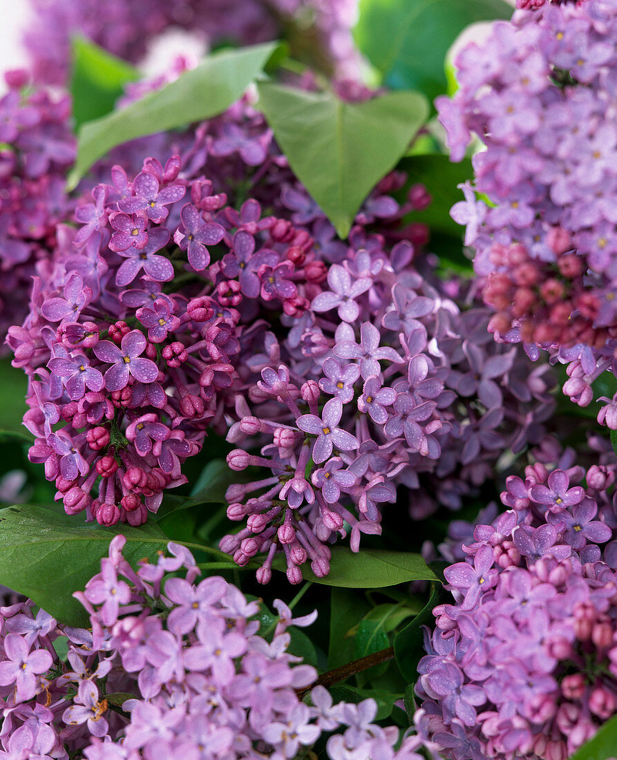 Syringa vulgaris 'Blue Hyacinth'