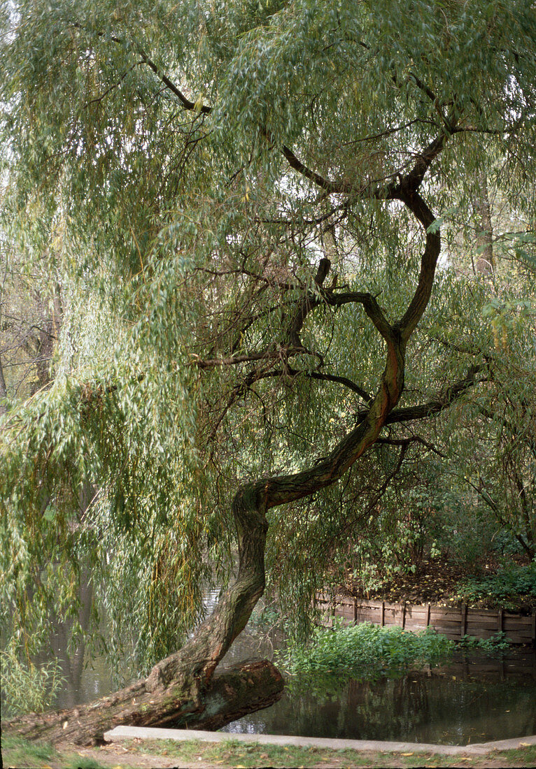 Salix alba 'Tristis'