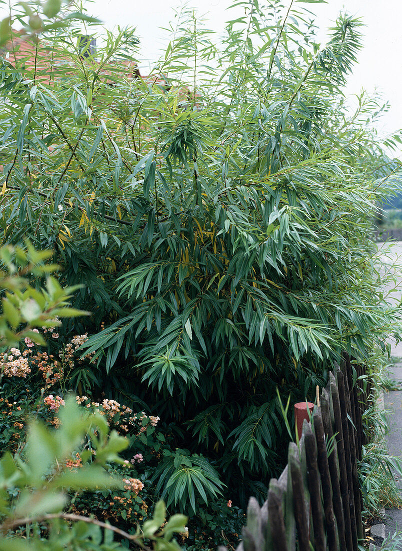 Salix sachalinensis 'Sekka'