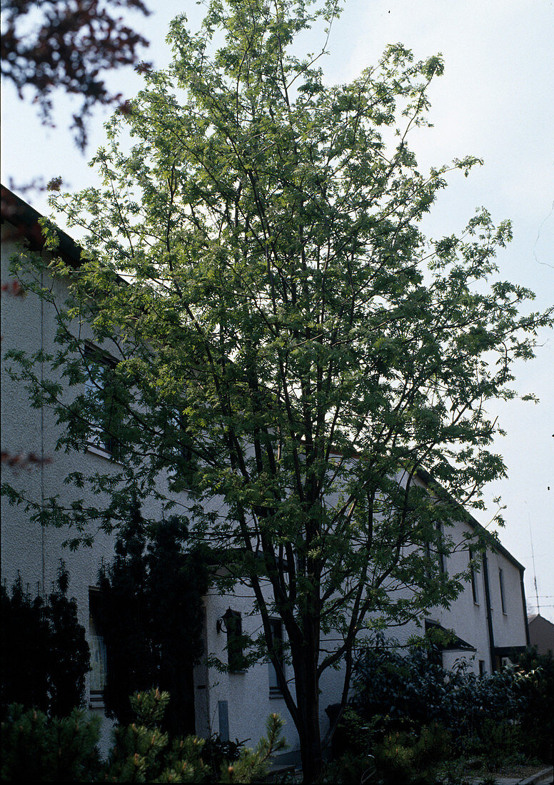 Sorbus aucuparia