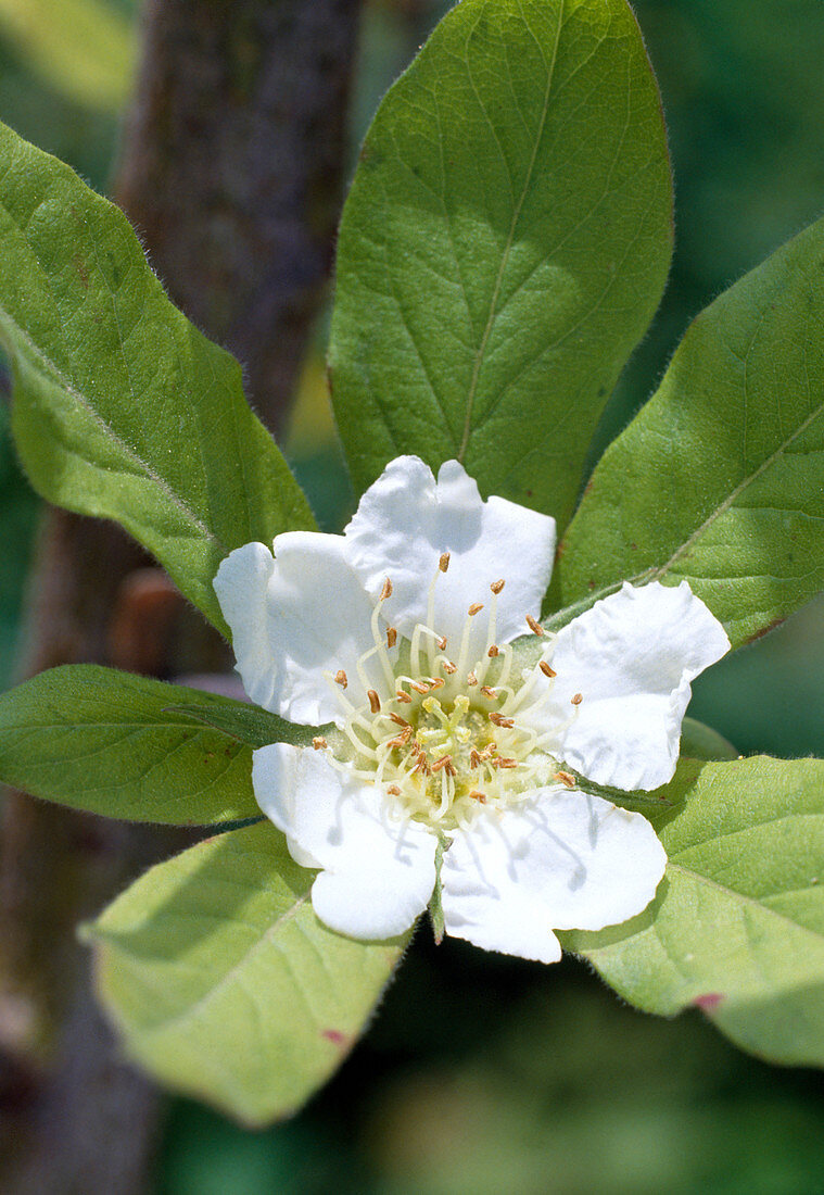 Mespilus germanica