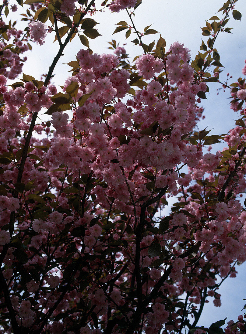 Prunus serrulata 'Kanzan'