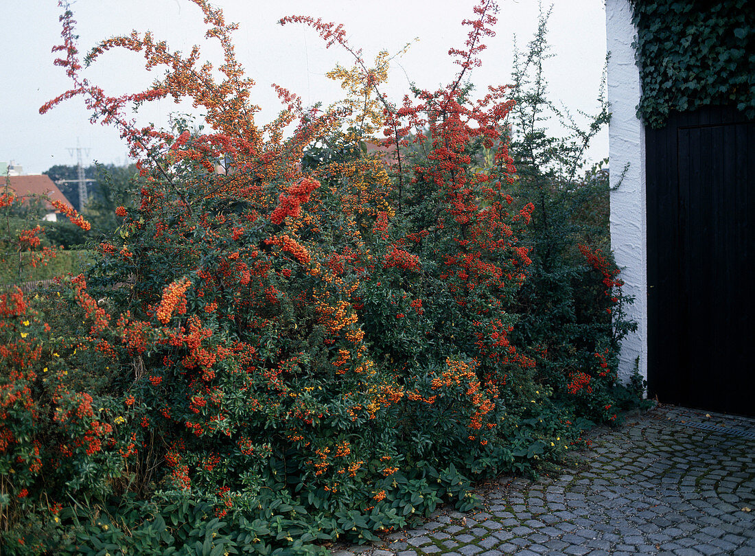 Pyracantha coccinea